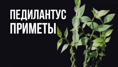 педилантус приметы и суеверия
