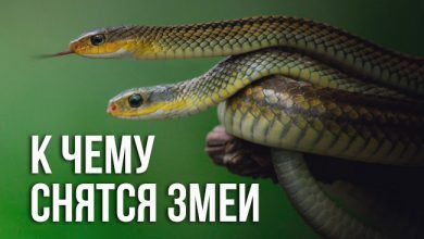 к чему снятся змеи женщине