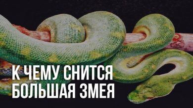к чему снится большая змея