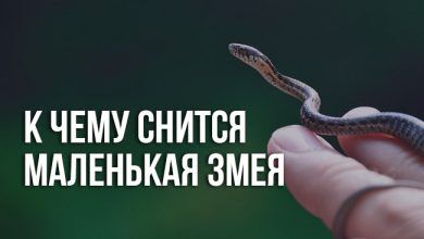 к чему снится маленькая змея