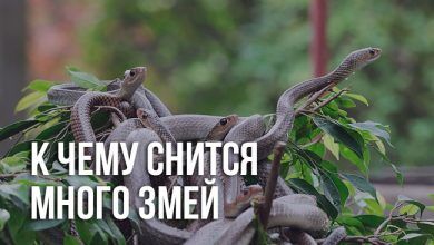 к чему снится много змей