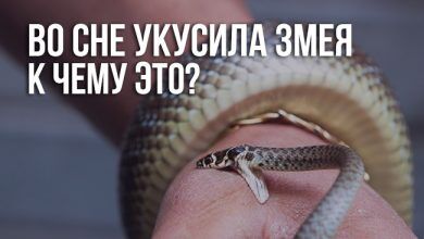 во сне укусила змея