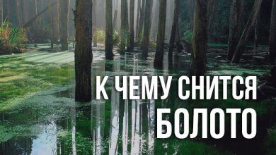 к чему снится болото