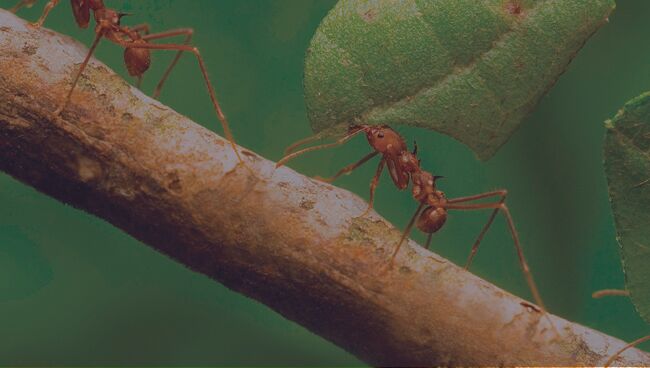 К чему снятся муравьи в большом количестве