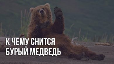 К чему снится бурый медведь