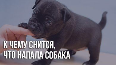 Сонник: напала собака