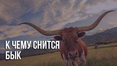 К чему снится бык женщине