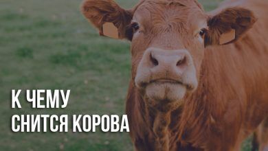 К чему снится корова женщине