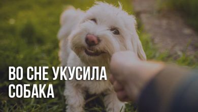 Собака кусает во сне