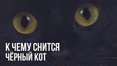 К чему снится чёрный кот