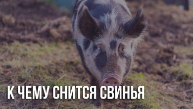 К чему снится свинья