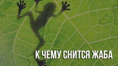 К чему снится жаба