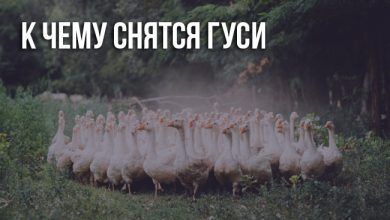 К чему снятся гуси