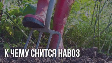 К чему снится навоз
