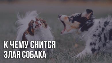 К чему снится злая собака