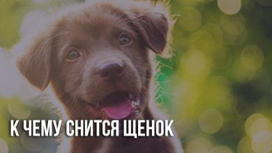 К чему снится щенок
