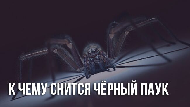 К чему снится паук большой черный