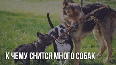 К чему снится много собак