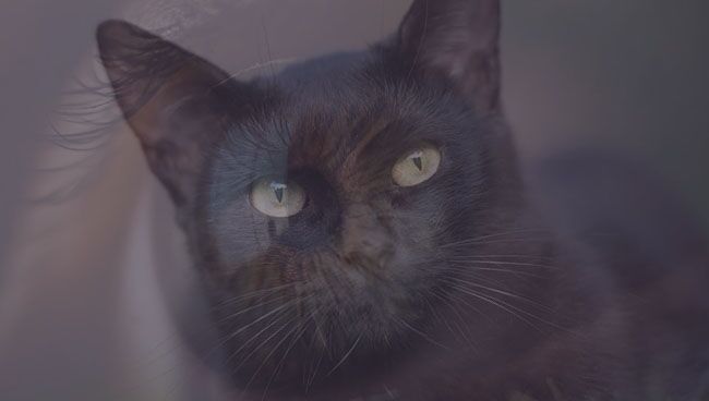 Видеть во сне черную кошку