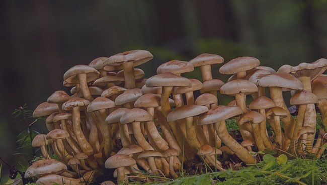 К чему снятся грибы в лесу