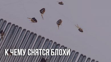К чему снятся блохи во сне