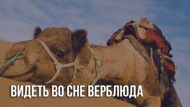 Видеть во сне верблюда