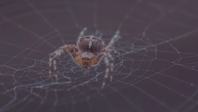 Сонники: к чему снятся пауки