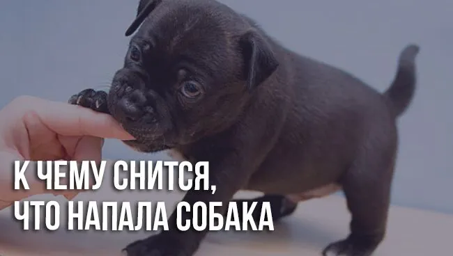 Сонник: напала собака