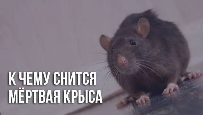 Во сне убить крысу что означает 
