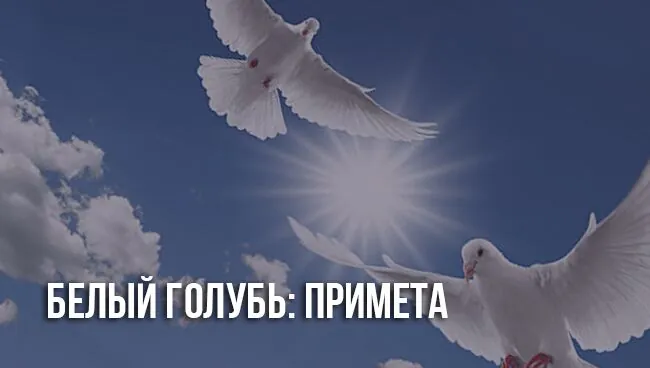 Белый голубь, примета 